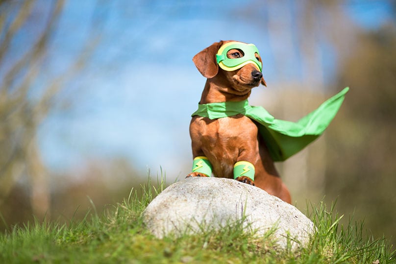 superhero-dog.jpg