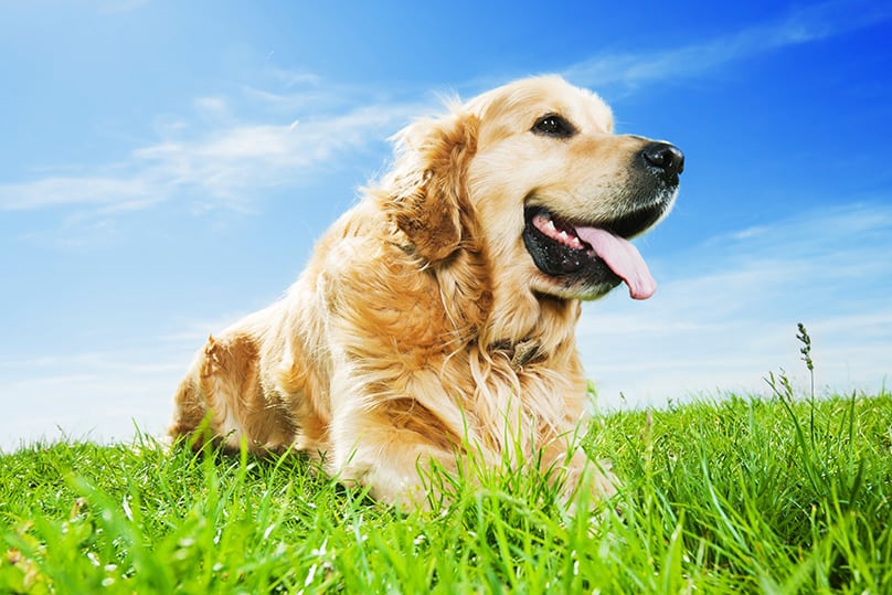 Can I Give My Dog Human Probiotics?